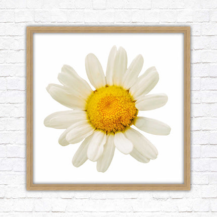 Daisy. Framed picture print. A choice of frames and sizes, square.