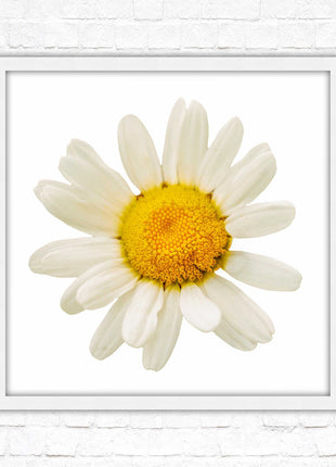Daisy. Framed picture print. A choice of frames and sizes, square.