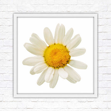 Daisy. Framed picture print. A choice of frames and sizes, square.
