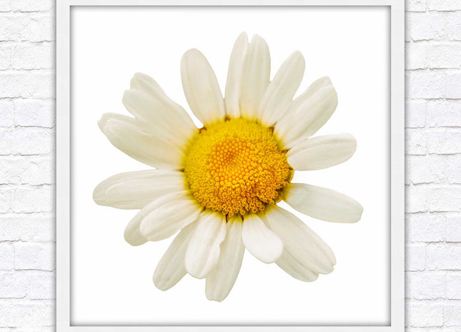 Daisy. Framed picture print. A choice of frames and sizes, square.