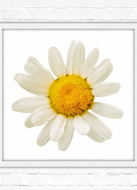 Daisy. Framed picture print. A choice of frames and sizes, square.