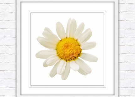 Daisy. Framed picture print. A choice of frames and sizes, square.