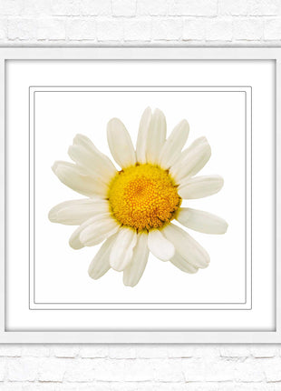 Daisy. Framed picture print. A choice of frames and sizes, square.