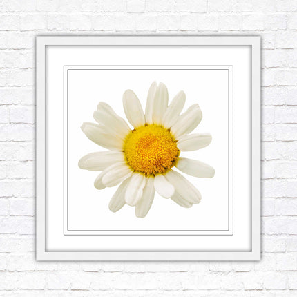 Daisy. Framed picture print. A choice of frames and sizes, square.