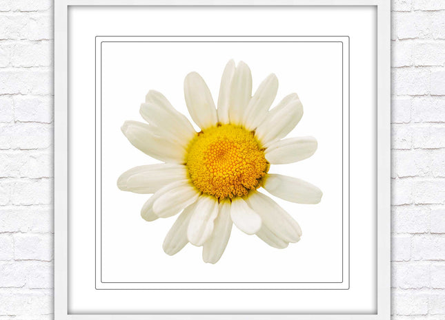 Daisy. Framed picture print. A choice of frames and sizes, square.