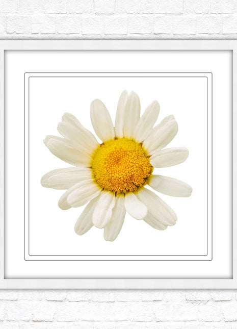 Daisy. Framed picture print. A choice of frames and sizes, square.