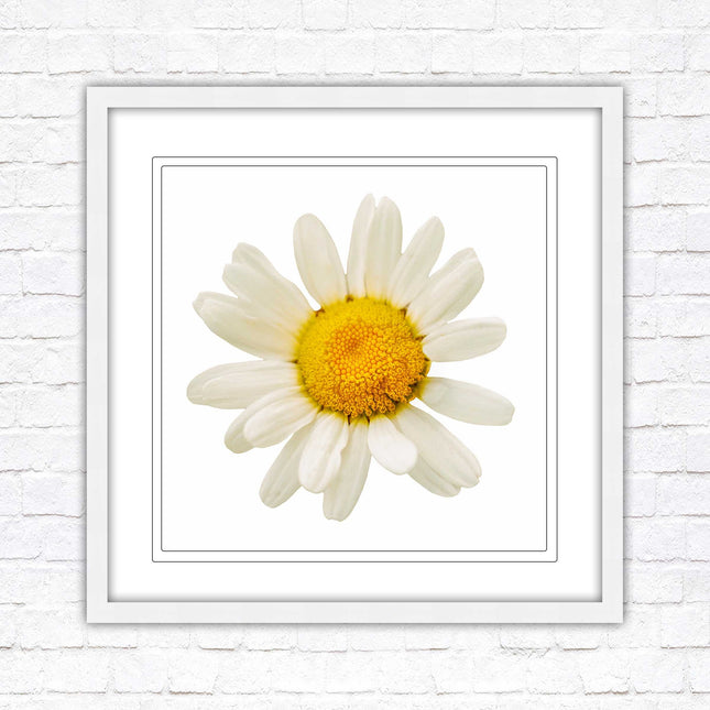 Daisy. Framed picture print. A choice of frames and sizes, square.
