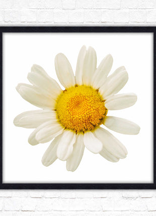 Daisy. Framed picture print. A choice of frames and sizes, square.