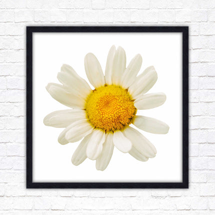 Daisy. Framed picture print. A choice of frames and sizes, square.