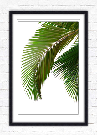 Palm leaf. Printed, Framed picture with choice of frame colours and options.
