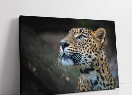 Leopard in the wild. Canvas picture print. Choice of sizes available.