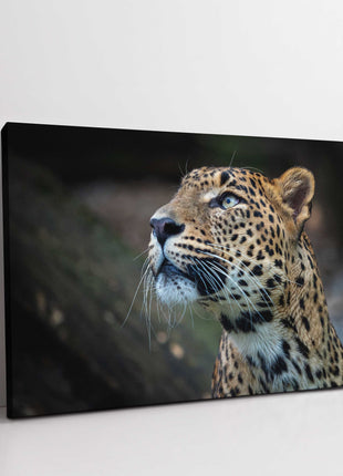 Leopard in the wild. Canvas picture print. Choice of sizes available.