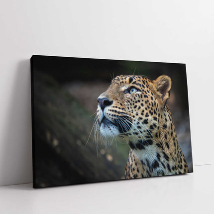 Leopard in the wild. Canvas picture print. Choice of sizes available.