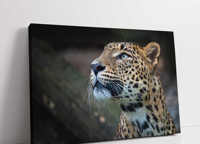Leopard in the wild. Canvas picture print. Choice of sizes available.