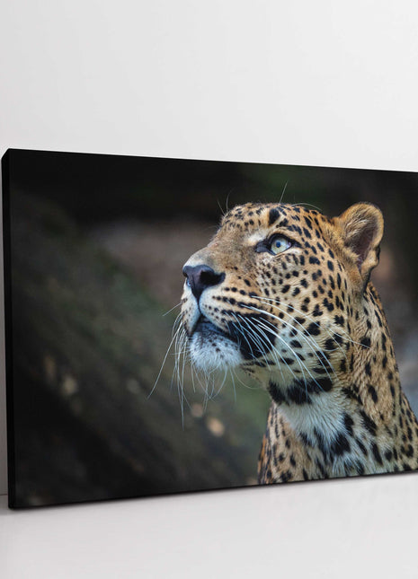Leopard in the wild. Canvas picture print. Choice of sizes available.