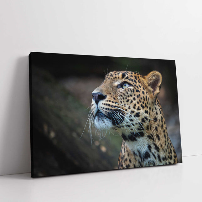 Leopard in the wild. Canvas picture print. Choice of sizes available.