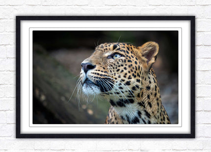 Leopard in the wild. Framed picture with choice of frame colours and options.