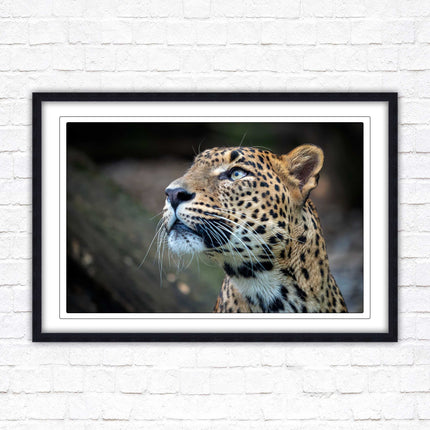 Leopard in the wild. Framed picture with choice of frame colours and options.
