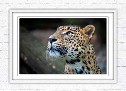 Leopard in the wild. Framed picture with choice of frame colours and options.