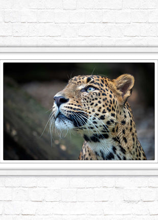 Leopard in the wild. Framed picture with choice of frame colours and options.