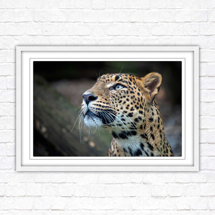 Leopard in the wild. Framed picture with choice of frame colours and options.