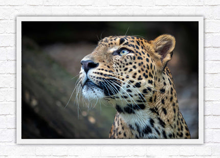 Leopard in the wild. Framed picture with choice of frame colours and options.