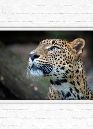 Leopard in the wild. Framed picture with choice of frame colours and options.