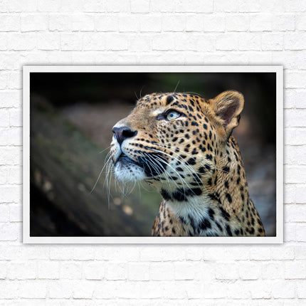 Leopard in the wild. Framed picture with choice of frame colours and options.