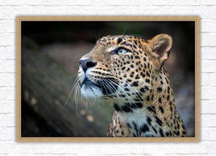 Leopard in the wild. Framed picture with choice of frame colours and options.