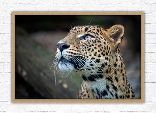 Leopard in the wild. Framed picture with choice of frame colours and options.