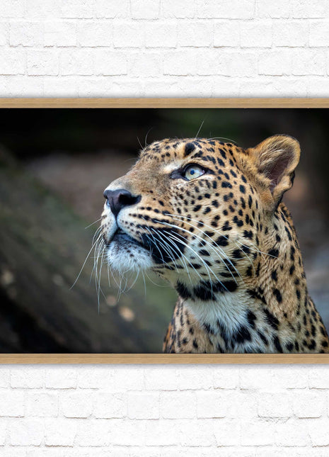 Leopard in the wild. Framed picture with choice of frame colours and options.