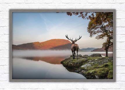 Stag by the lake. Framed picture with choice of frame colours and options.