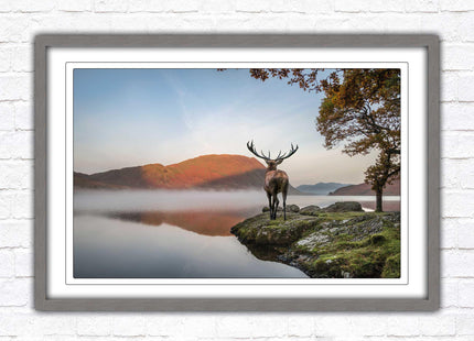 Stag by the lake. Framed picture with choice of frame colours and options.