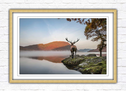 Stag by the lake. Framed picture with choice of frame colours and options.