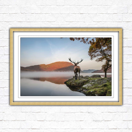 Stag by the lake. Framed picture with choice of frame colours and options.