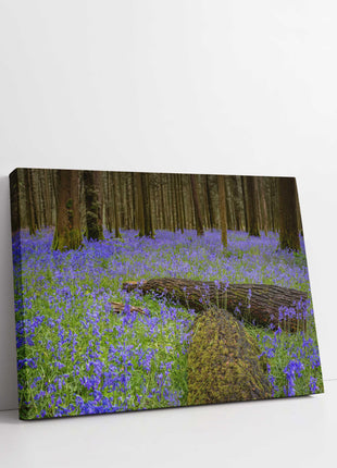 Carpet of bluebells in the woods in Springtime. Printed and framed as a canvas picture print. Choice of sizes available.