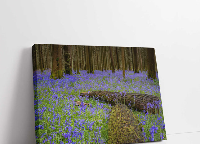 Carpet of bluebells in the woods in Springtime. Printed and framed as a canvas picture print. Choice of sizes available.