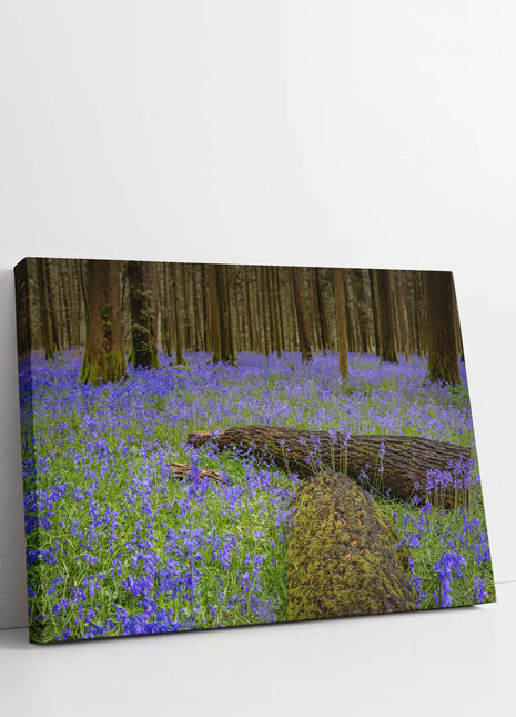Carpet of bluebells in the woods in Springtime. Printed and framed as a canvas picture print. Choice of sizes available.