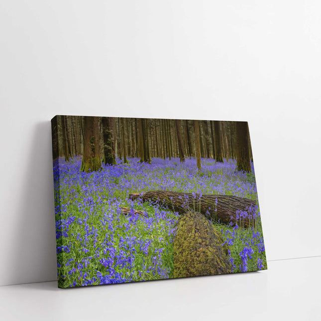 Carpet of bluebells in the woods in Springtime. Printed and framed as a canvas picture print. Choice of sizes available.