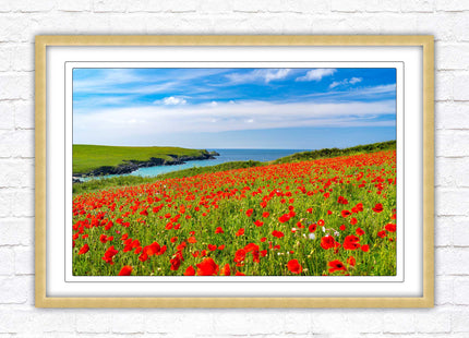 Poppies near PollyJoke beach, Cornwall. Framed picture print with choice of frame colours