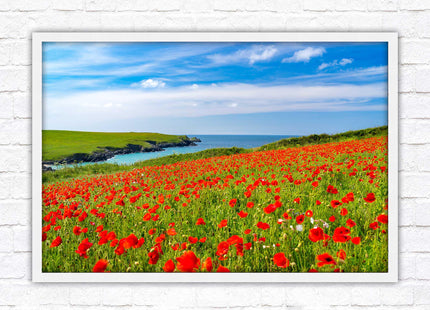 Poppies near PollyJoke beach, Cornwall. Framed picture print with choice of frame colours