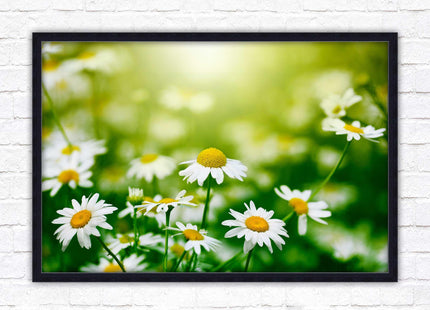 Wild Daisies. Framed floral picture with choice of frame colours