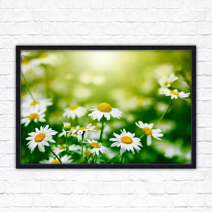 Wild Daisies. Framed floral picture with choice of frame colours