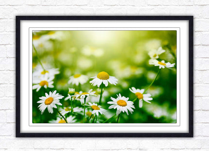 Wild Daisies. Framed floral picture with choice of frame colours