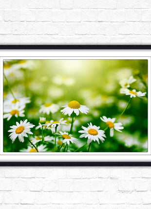 Wild Daisies. Framed floral picture with choice of frame colours