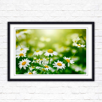 Wild Daisies. Framed floral picture with choice of frame colours