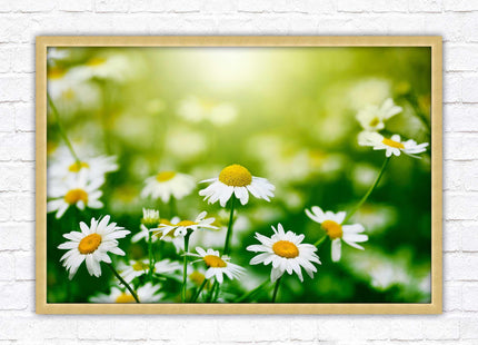 Wild Daisies. Framed floral picture with choice of frame colours