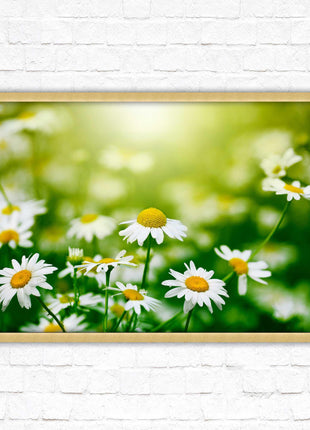 Wild Daisies. Framed floral picture with choice of frame colours