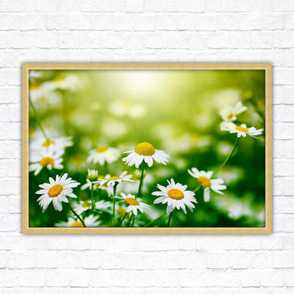 Wild Daisies. Framed floral picture with choice of frame colours