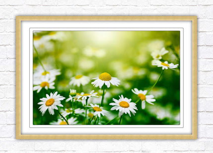 Wild Daisies. Framed floral picture with choice of frame colours